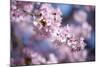 Branch of Cherry Blossoms-Brigitte Protzel-Mounted Photographic Print