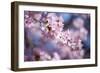 Branch of Cherry Blossoms-Brigitte Protzel-Framed Photographic Print