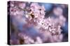 Branch of Cherry Blossoms-Brigitte Protzel-Stretched Canvas