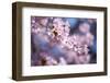 Branch of Cherry Blossoms-Brigitte Protzel-Framed Photographic Print