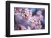 Branch of Cherry Blossoms-Brigitte Protzel-Framed Photographic Print