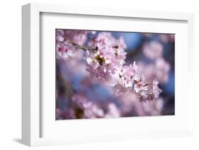 Branch of Cherry Blossoms-Brigitte Protzel-Framed Photographic Print