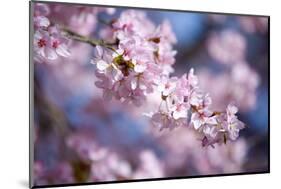 Branch of Cherry Blossoms-Brigitte Protzel-Mounted Photographic Print