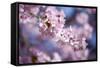 Branch of Cherry Blossoms-Brigitte Protzel-Framed Stretched Canvas