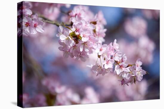 Branch of Cherry Blossoms-Brigitte Protzel-Stretched Canvas
