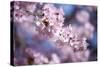 Branch of Cherry Blossoms-Brigitte Protzel-Stretched Canvas