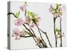 Branch of Cherry Blossoms-C. Nidhoff-Lang-Stretched Canvas