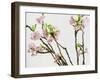 Branch of Cherry Blossoms-C. Nidhoff-Lang-Framed Photographic Print