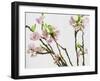 Branch of Cherry Blossoms-C. Nidhoff-Lang-Framed Photographic Print