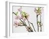 Branch of Cherry Blossoms-C. Nidhoff-Lang-Framed Photographic Print