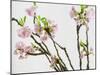 Branch of Cherry Blossoms-C. Nidhoff-Lang-Mounted Photographic Print