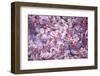 Branch of Cherry Blossomses-Brigitte Protzel-Framed Photographic Print