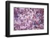 Branch of Cherry Blossomses-Brigitte Protzel-Framed Photographic Print