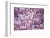 Branch of Cherry Blossomses-Brigitte Protzel-Framed Photographic Print