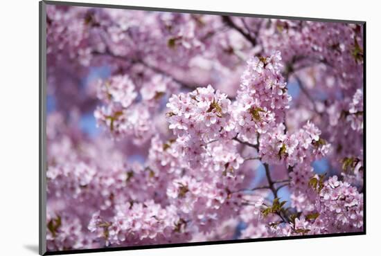 Branch of Cherry Blossomses-Brigitte Protzel-Mounted Photographic Print