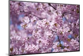 Branch of Cherry Blossomses-Brigitte Protzel-Mounted Photographic Print