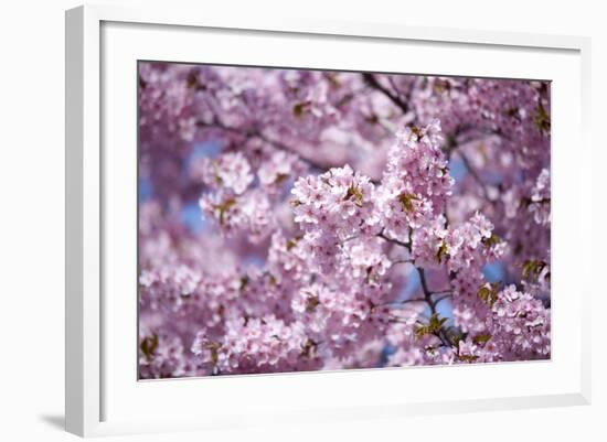 Branch of Cherry Blossomses-Brigitte Protzel-Framed Photographic Print