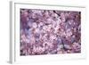 Branch of Cherry Blossomses-Brigitte Protzel-Framed Photographic Print