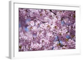 Branch of Cherry Blossomses-Brigitte Protzel-Framed Photographic Print