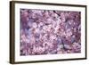 Branch of Cherry Blossomses-Brigitte Protzel-Framed Photographic Print