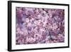 Branch of Cherry Blossomses-Brigitte Protzel-Framed Photographic Print
