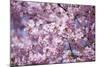 Branch of Cherry Blossomses-Brigitte Protzel-Mounted Photographic Print