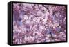 Branch of Cherry Blossomses-Brigitte Protzel-Framed Stretched Canvas