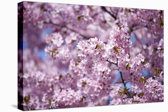 Branch of Cherry Blossomses-Brigitte Protzel-Stretched Canvas