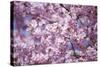 Branch of Cherry Blossomses-Brigitte Protzel-Stretched Canvas