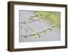 Branch of dogwood tree, USA-Lisa Engelbrecht-Framed Photographic Print