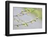 Branch of dogwood tree, USA-Lisa Engelbrecht-Framed Photographic Print