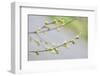 Branch of dogwood tree, USA-Lisa Engelbrecht-Framed Photographic Print