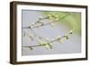 Branch of dogwood tree, USA-Lisa Engelbrecht-Framed Photographic Print