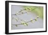 Branch of dogwood tree, USA-Lisa Engelbrecht-Framed Photographic Print