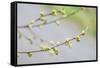 Branch of dogwood tree, USA-Lisa Engelbrecht-Framed Stretched Canvas