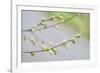 Branch of dogwood tree, USA-Lisa Engelbrecht-Framed Photographic Print