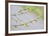 Branch of dogwood tree, USA-Lisa Engelbrecht-Framed Photographic Print