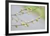 Branch of dogwood tree, USA-Lisa Engelbrecht-Framed Photographic Print