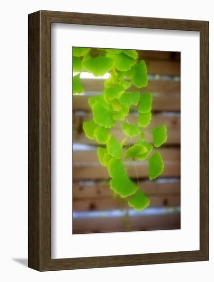 Branch of Ginkgo-Philippe Sainte-Laudy-Framed Photographic Print