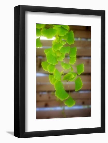 Branch of Ginkgo-Philippe Sainte-Laudy-Framed Photographic Print