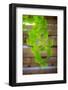 Branch of Ginkgo-Philippe Sainte-Laudy-Framed Photographic Print