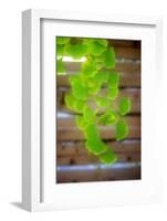 Branch of Ginkgo-Philippe Sainte-Laudy-Framed Photographic Print