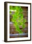 Branch of Ginkgo-Philippe Sainte-Laudy-Framed Photographic Print