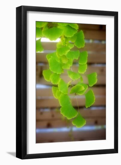 Branch of Ginkgo-Philippe Sainte-Laudy-Framed Photographic Print