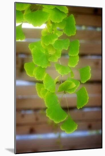 Branch of Ginkgo-Philippe Sainte-Laudy-Mounted Photographic Print