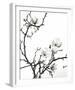 Branch of Magnolia-Henry Wilson-Framed Art Print