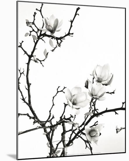 Branch of Magnolia-Henry Wilson-Mounted Art Print