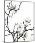 Branch of Magnolia-Henry Wilson-Mounted Art Print