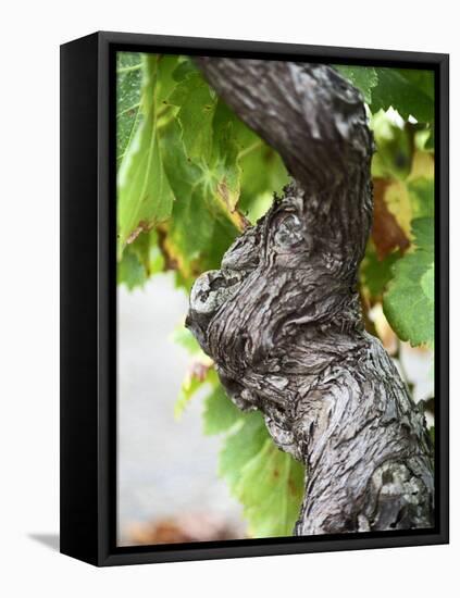 Branch of Old Vine with Gnarled Bark, Collioure, Languedoc-Roussillon, France-Per Karlsson-Framed Stretched Canvas