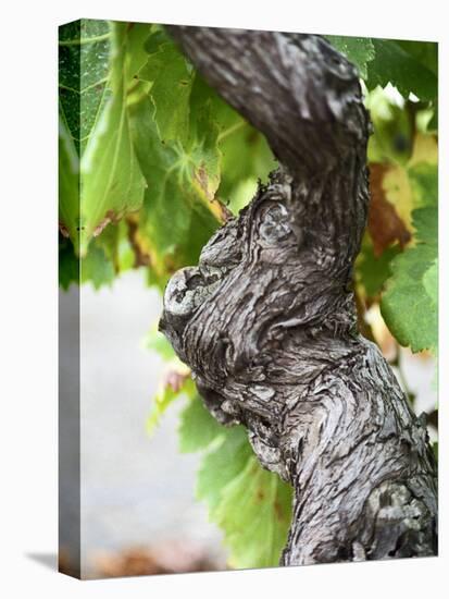 Branch of Old Vine with Gnarled Bark, Collioure, Languedoc-Roussillon, France-Per Karlsson-Stretched Canvas